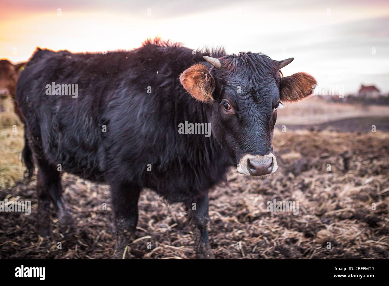 Fröhliche Kuh oder ein Stier auf einer schlammigen Wiese bei Sonnenuntergang im Winter. Nahaufnahme der schwarzen Kuh. Stockfoto
