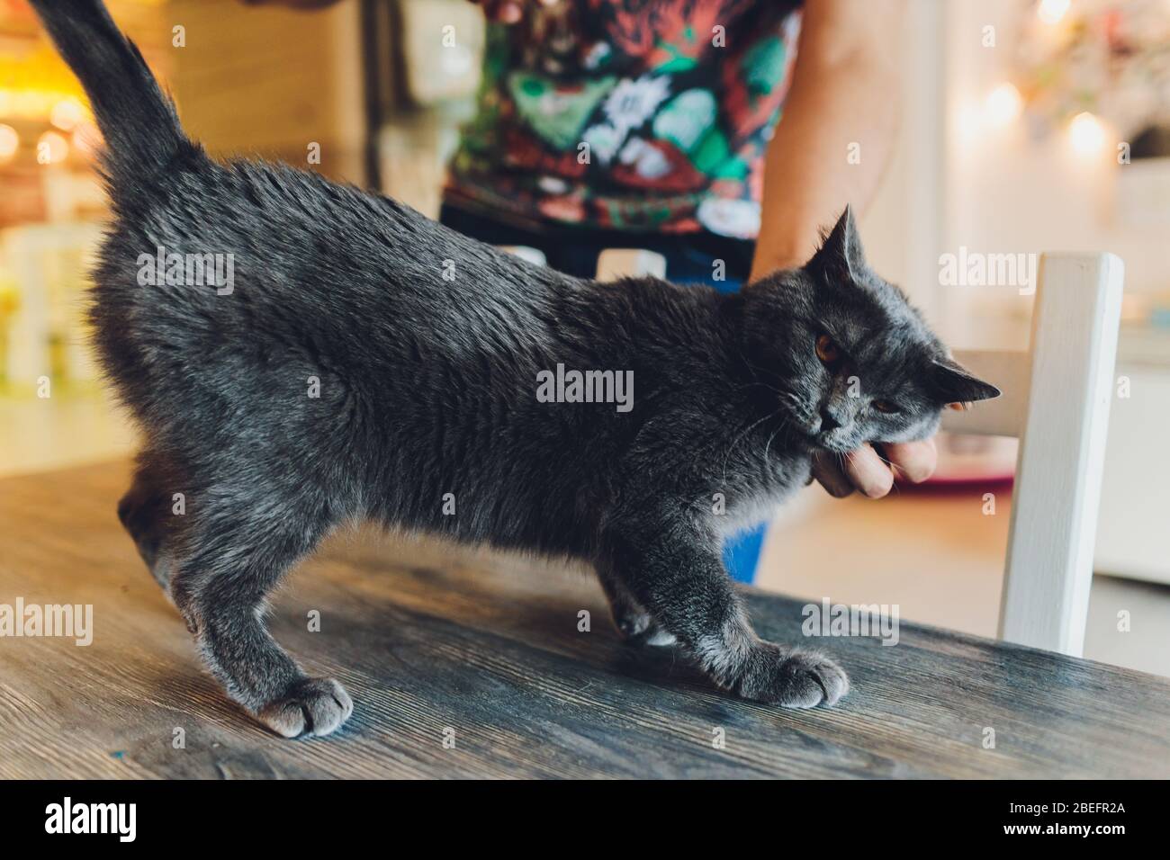 Nahaufnahme Katze Schnauze Porträt mit menschlichen Schlaganfall Finger  Hand Stockfotografie - Alamy