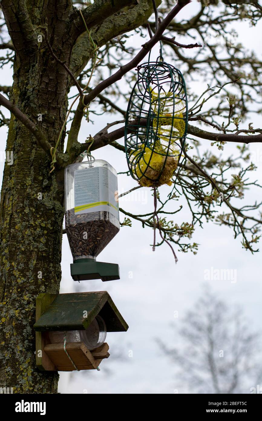 Drei verschiedene Arten von Vogelfutterhäuschen in einem Blütenbaum mit Knospen zu Beginn des Frühlings Stockfoto