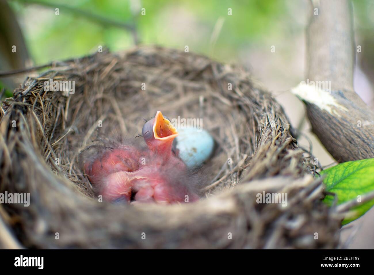 Drei neugeborene Vögel Amsel oder American Robin in einem Nest rufen ihre Mutter. Hungrige Babys sind immer noch blind und haben keine Federn. Das sind sie nur Stockfoto