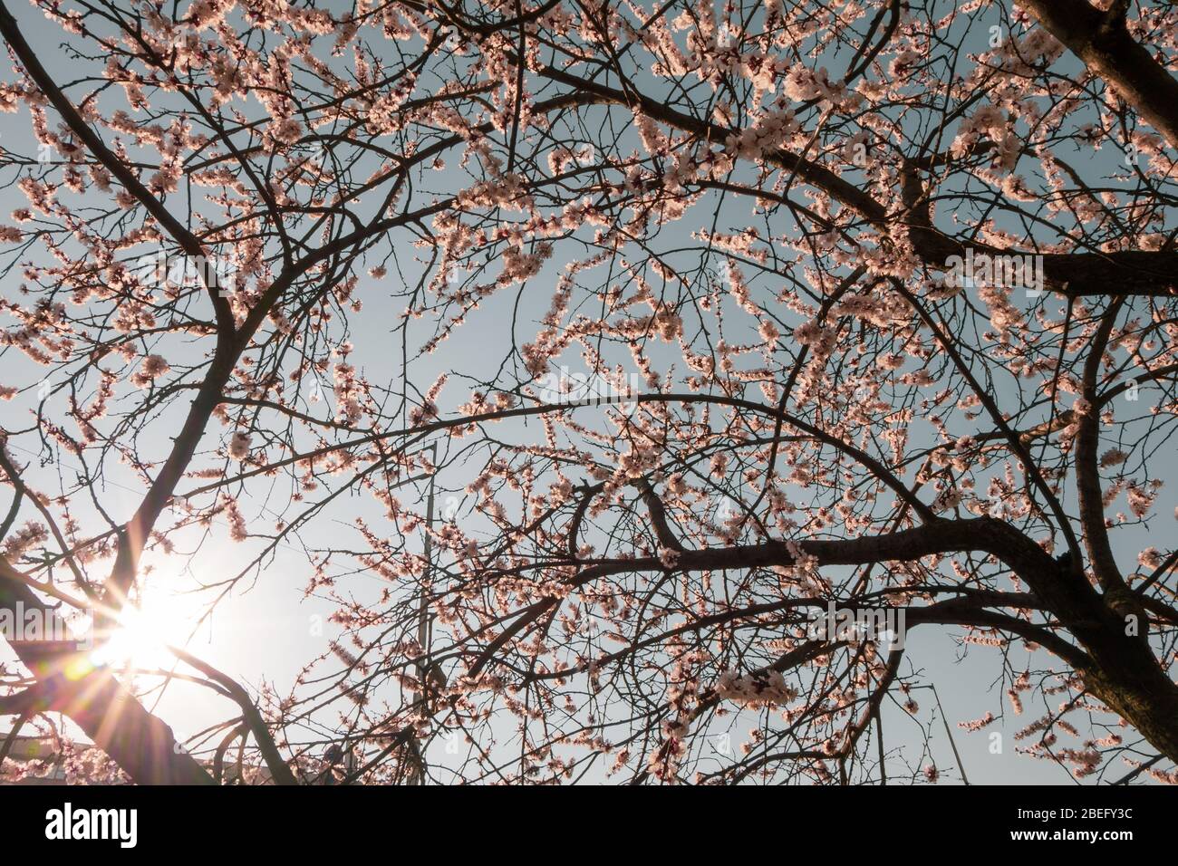 Kirschblüte mit zartem hellrosa Farbton auf blauem Himmel Hintergrund. Baum zur Sonnenzeit in trendigen Pastellfarben Stockfoto