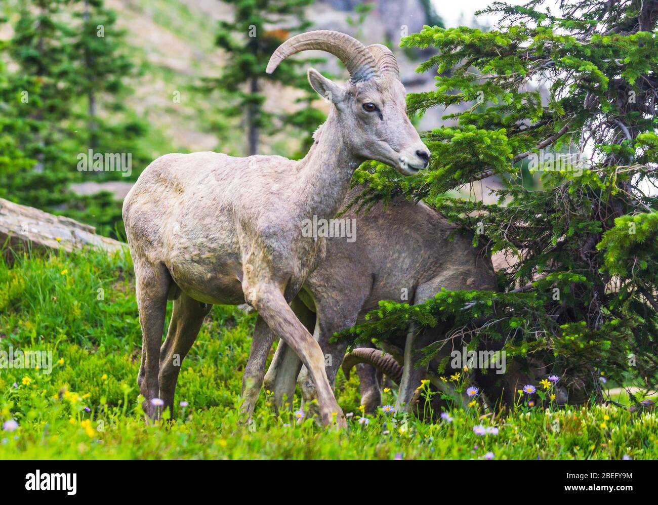 Big Horn Schafe im Glacier National Park, Montana, USA. Stockfoto