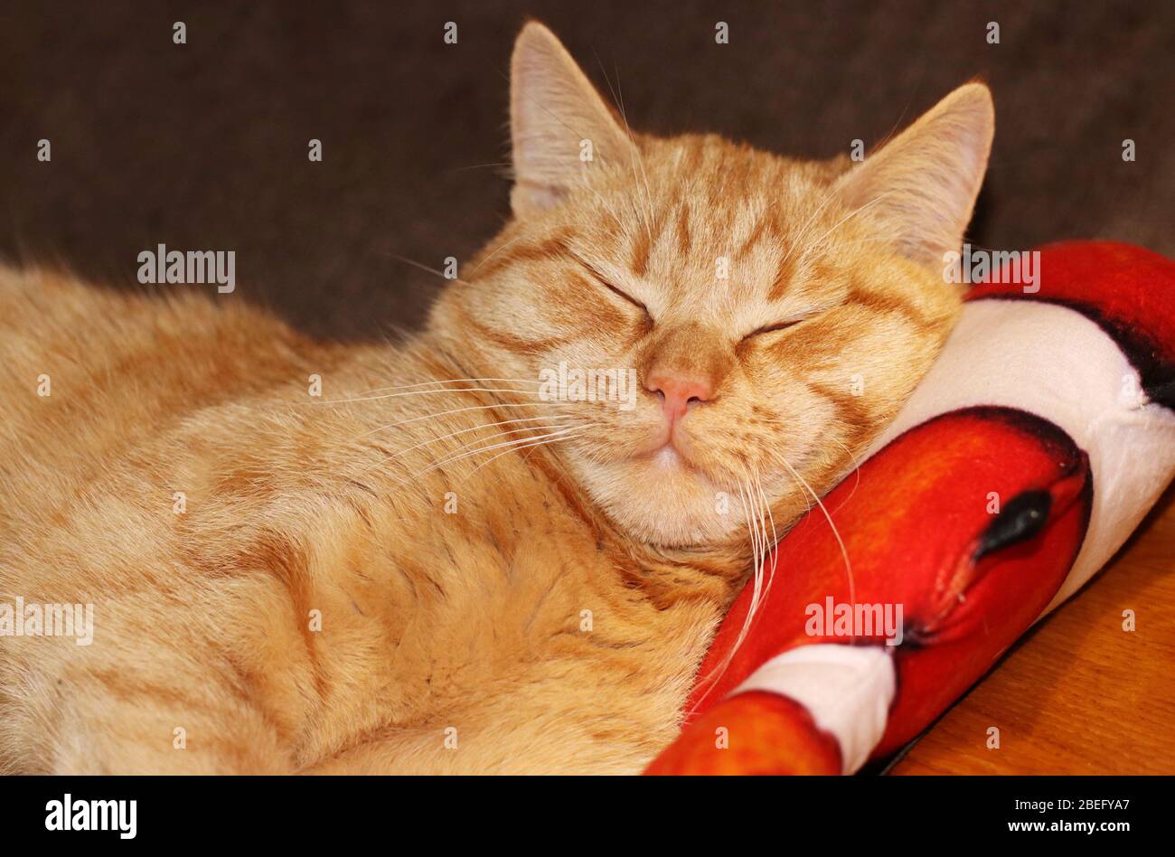 Rothaarige junge Hauskatze, die süß auf ihrem Kissen schläft, horizontales Format Stockfoto