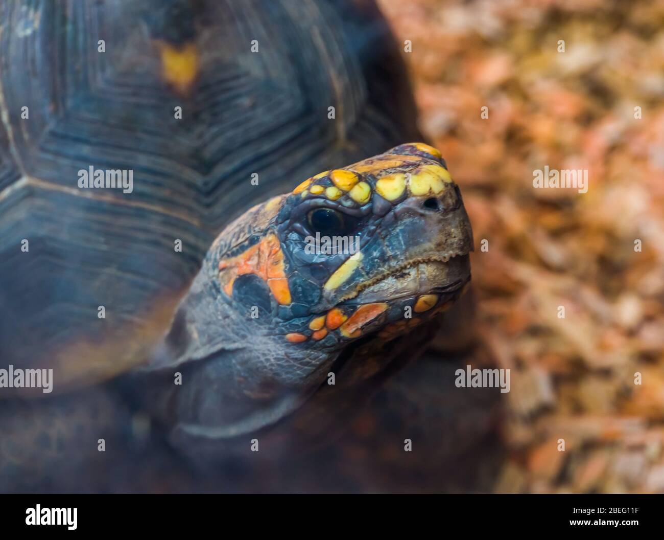 Das Gesicht einer Rotfußschildkröte in Nahaufnahme, tropisch bedrohte Schildkrötenart aus Amerika Stockfoto