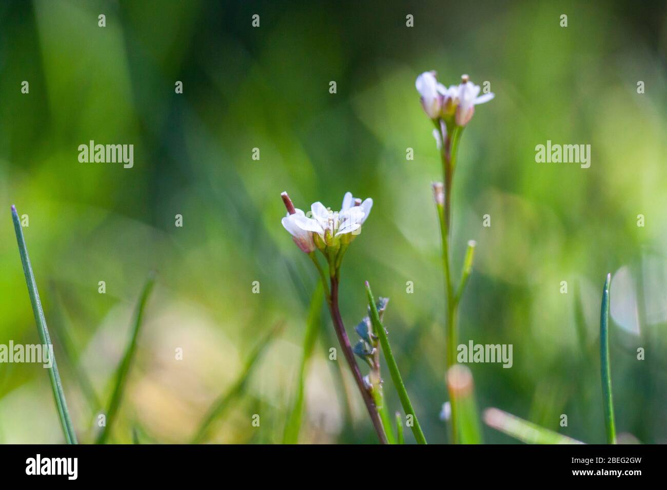 Cardamine impatiens, die Schmalblättrige Bitterkresse oder Schmalblättrige Bitterkresse Stockfoto