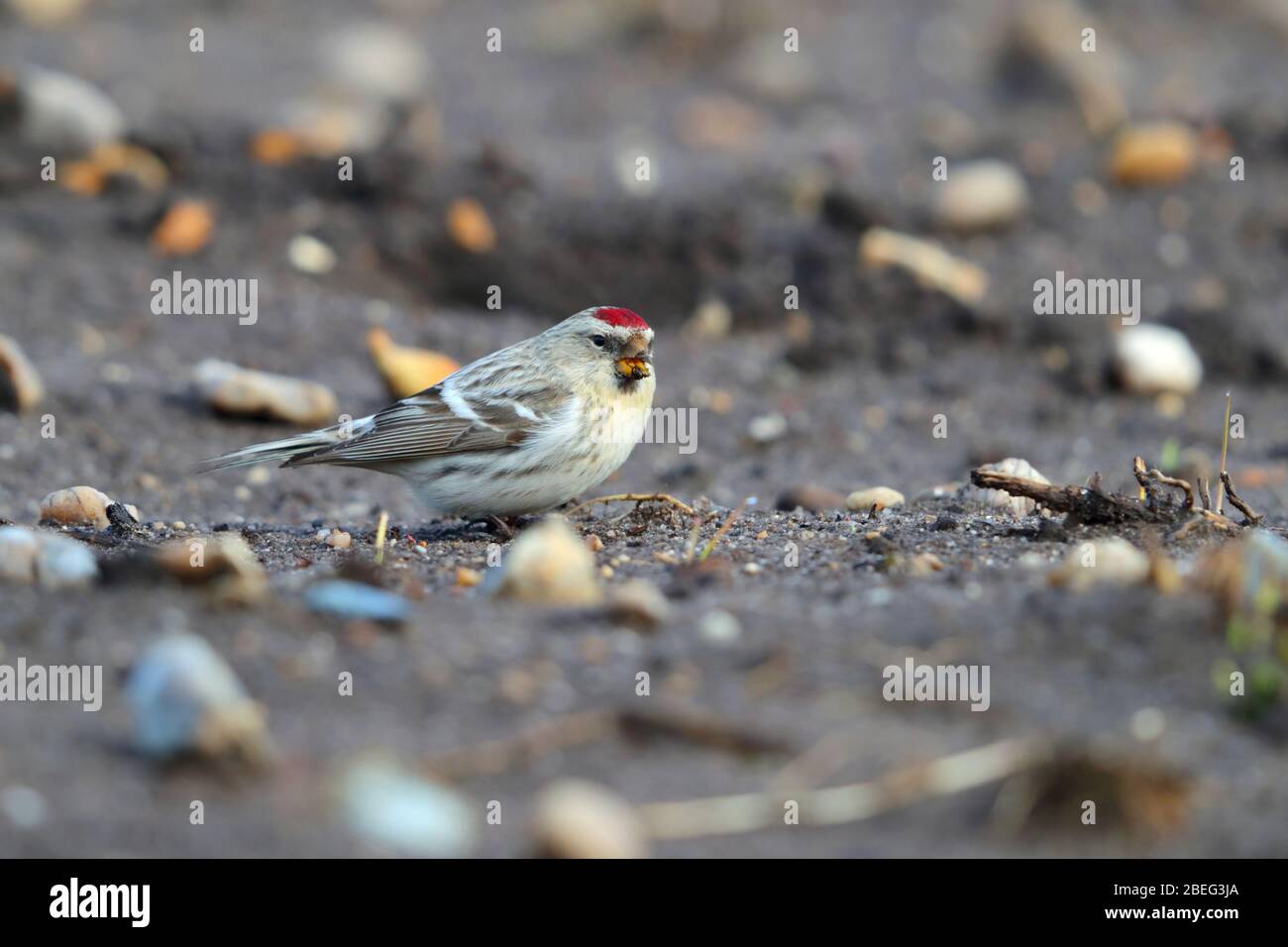 Ein wilder Erstwinter-Coues's Arctic Redpoll (Acanthis hornemanni exilipes), der sich im Frühjahr in Suffolk, Großbritannien, am Boden ernährt Stockfoto