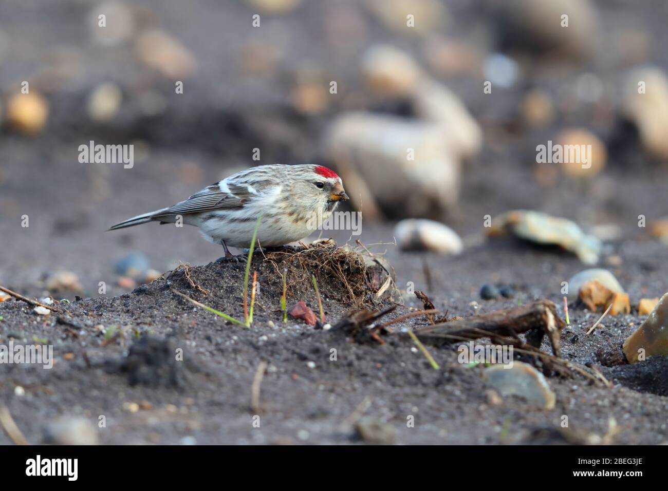 Ein wilder Erstwinter-Coues's Arctic Redpoll (Acanthis hornemanni exilipes), der sich im Frühjahr in Suffolk, Großbritannien, am Boden ernährt Stockfoto