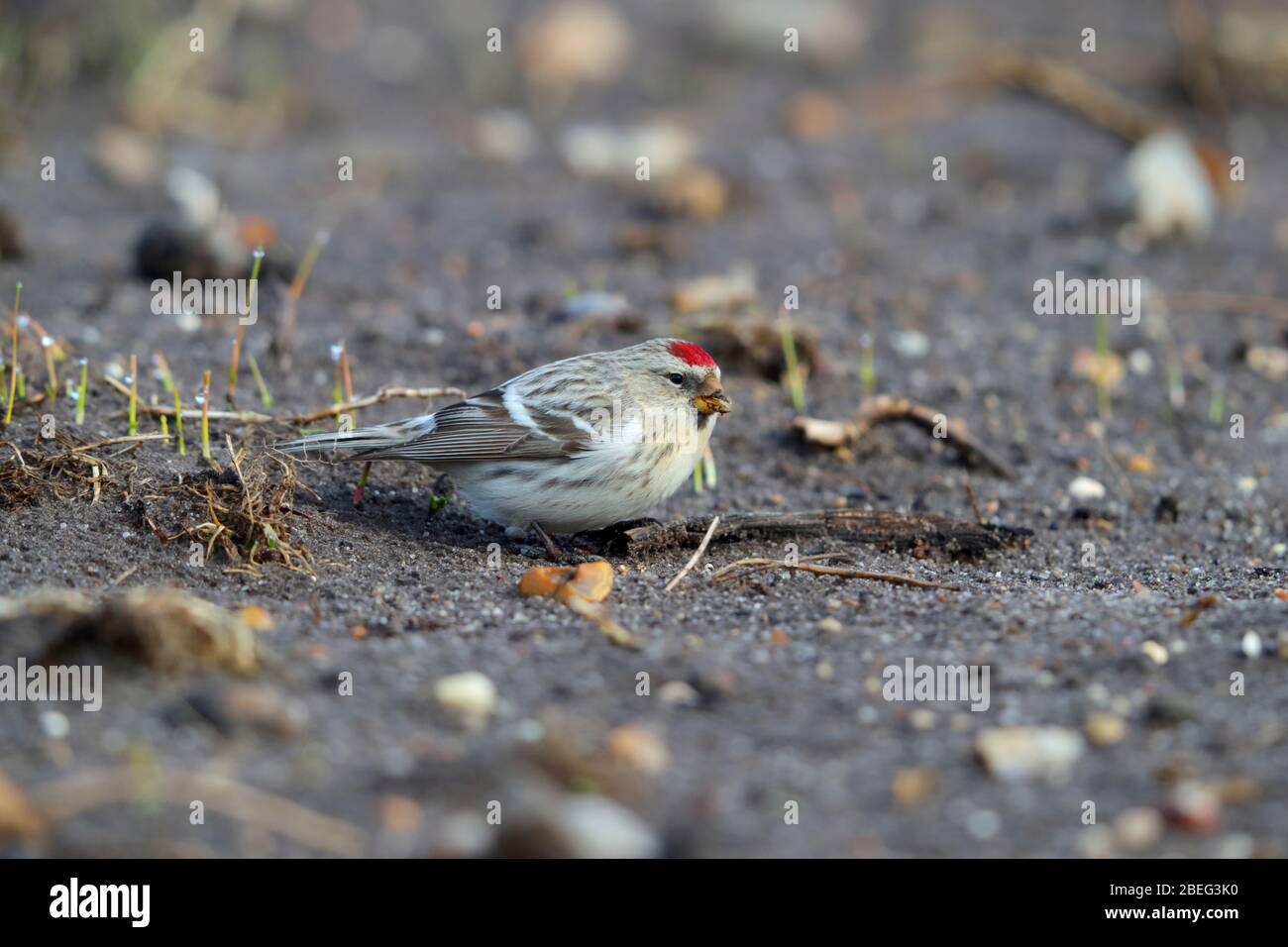 Ein wilder Erstwinter-Coues's Arctic Redpoll (Acanthis hornemanni exilipes), der sich im Frühjahr in Suffolk, Großbritannien, am Boden ernährt Stockfoto