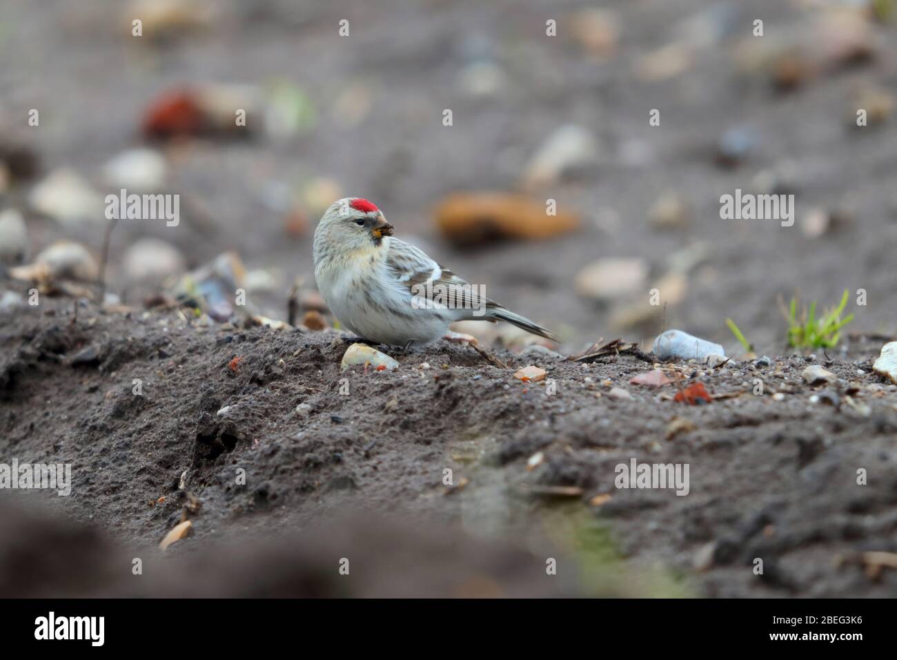 Ein wilder Erstwinter-Coues's Arctic Redpoll (Acanthis hornemanni exilipes), der sich im Frühjahr in Suffolk, Großbritannien, am Boden ernährt Stockfoto