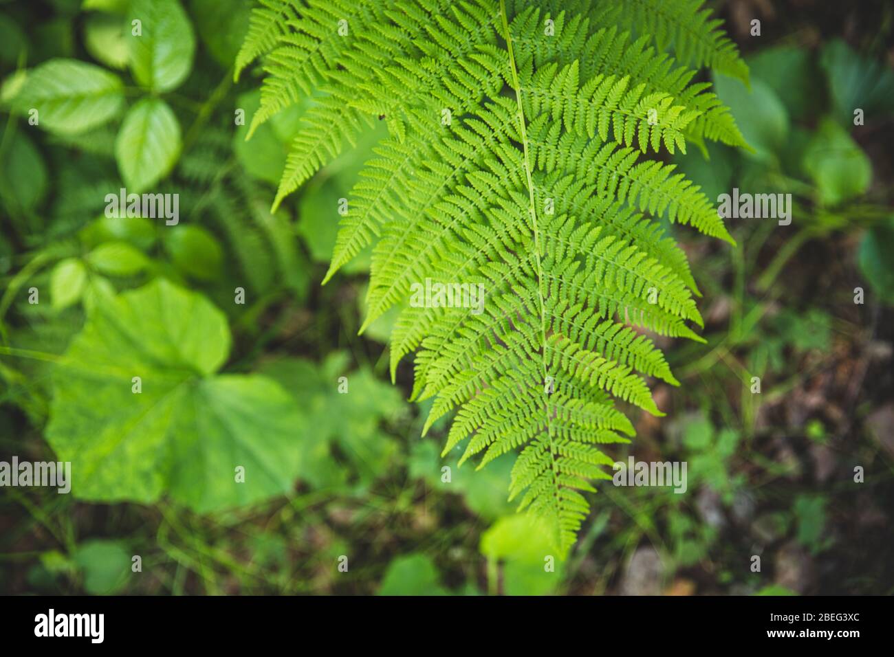 Grüne Blatt Baum Farn Sommer Wald Hintergrund Stockfoto