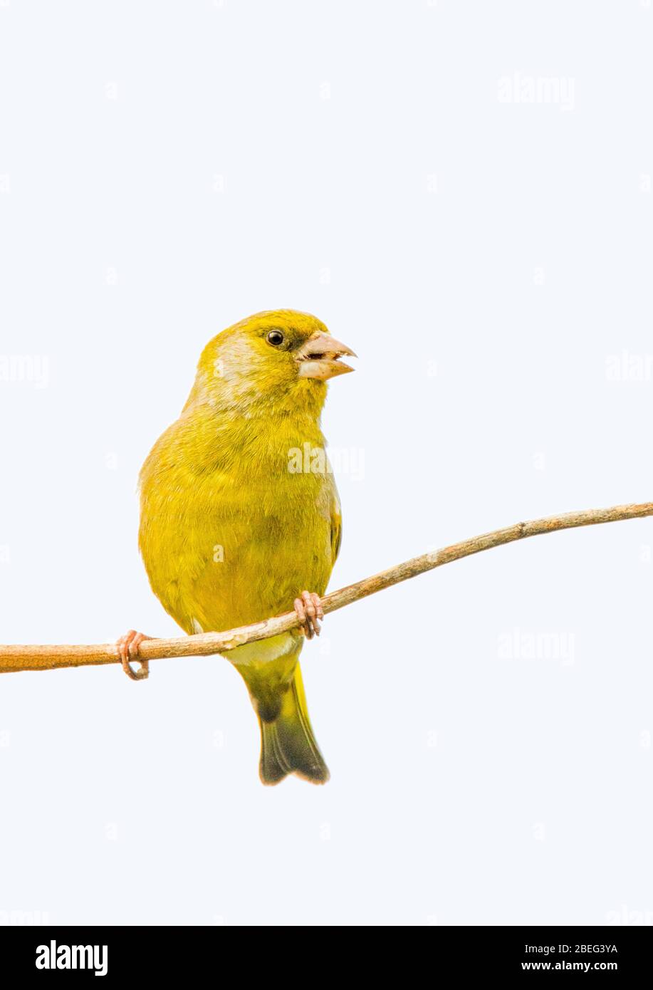 Grünfink, Chloris Chloris, Finch, auf einem Zweig in einem britischen Garten, Sommer 2020 Stockfoto