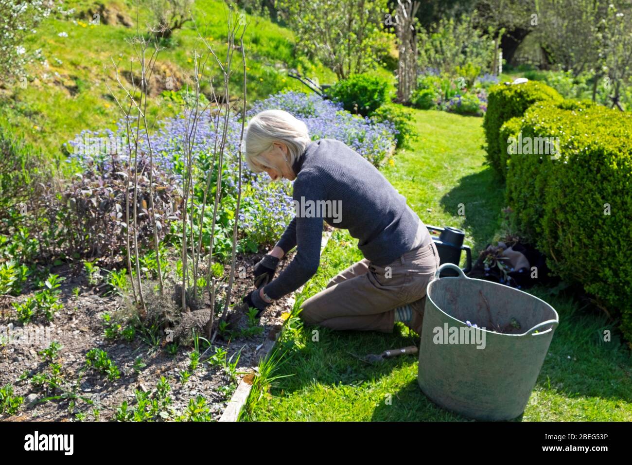 Ältere ältere ältere Frau arbeitet im Garten im Garten Unkrautjäten in einem erhöhten Bett im Frühjahr graben Unkraut zu Pflanzen Blumenpflanzen Samen Wales UK KATHY DEWITT Stockfoto