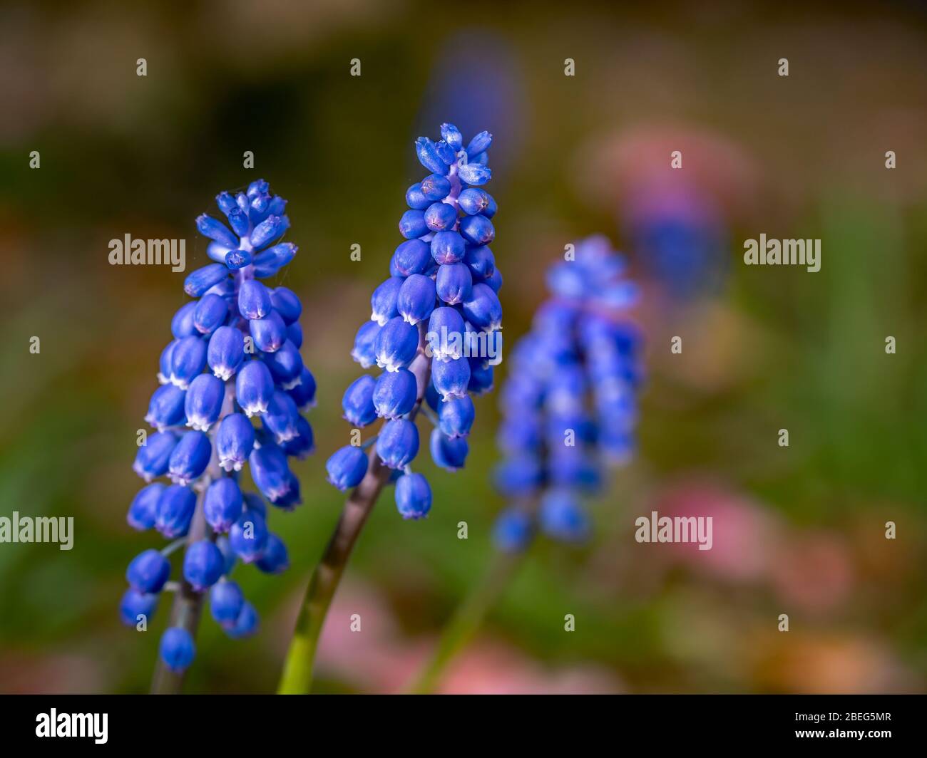 Nahaufnahme und selektiver Fokus auf einem blauen Traubenhyazinthe (Muscari) Blütenkopf vor einem unscharfen Hintergrund Stockfoto