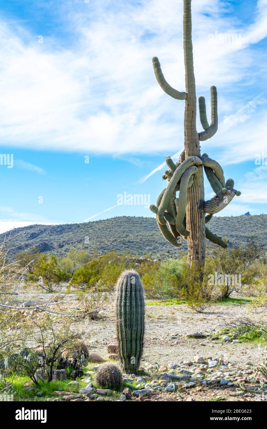 Großer Ferocactus und Saguaro Kaktus in der Sonoran Wüste in Arizona Stockfoto