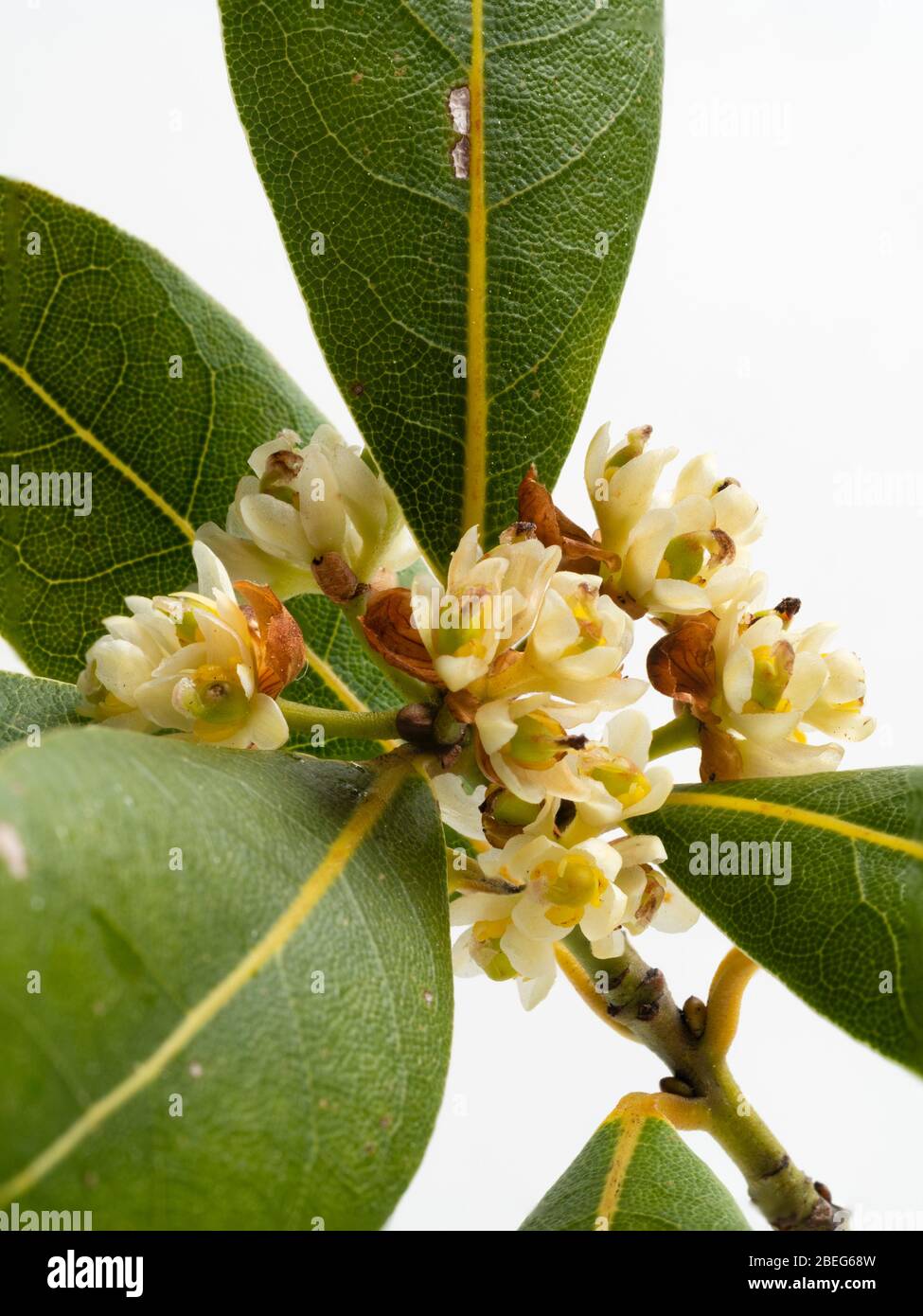 Nahaufnahme der Frühlingsblumen und des Laubs des immergrünen Lorbeer Kochkräutes Laurus nobilis Stockfoto