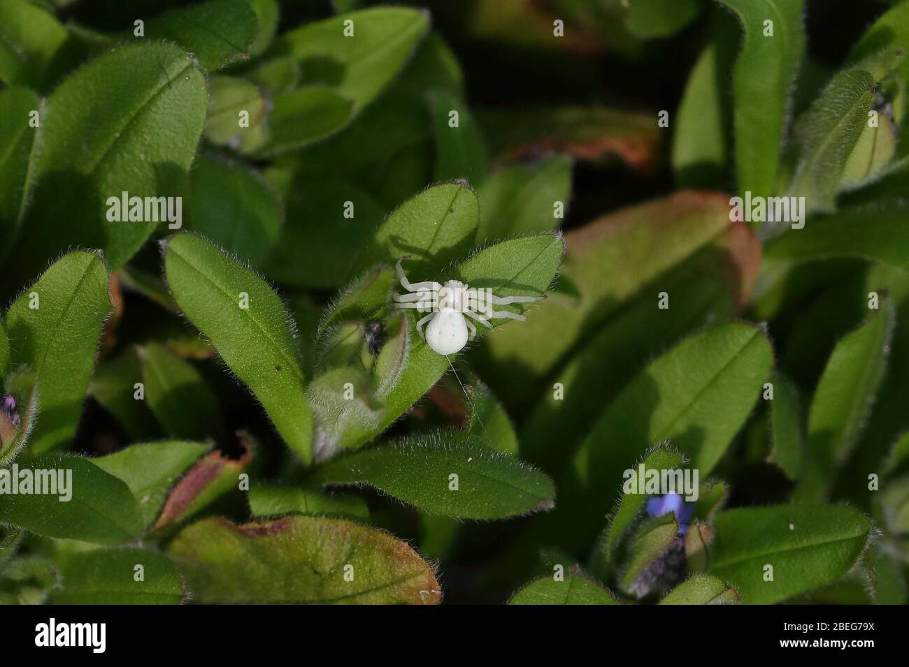 Krabbenspinne Stockfoto