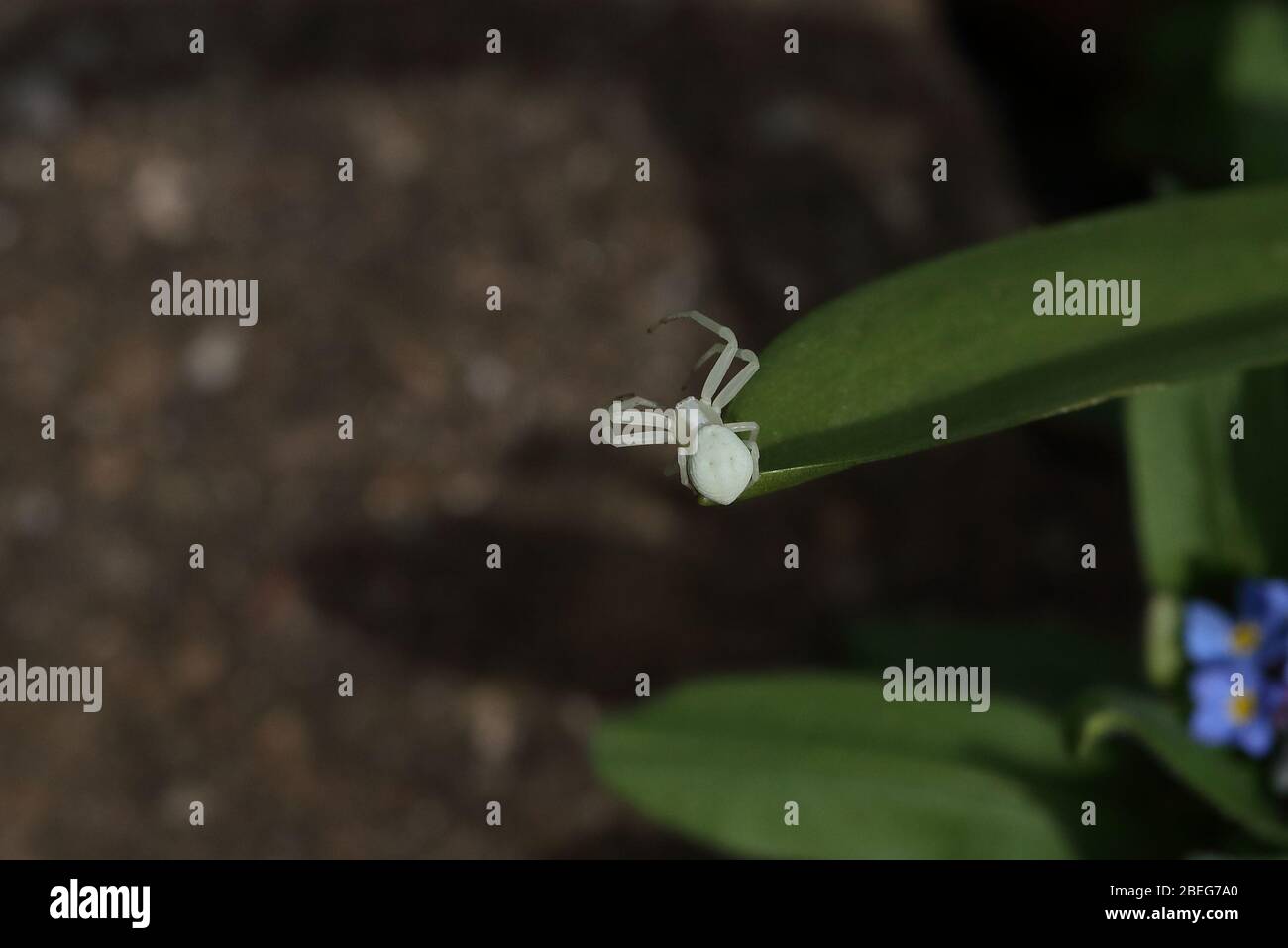 Krabbenspinne Stockfoto