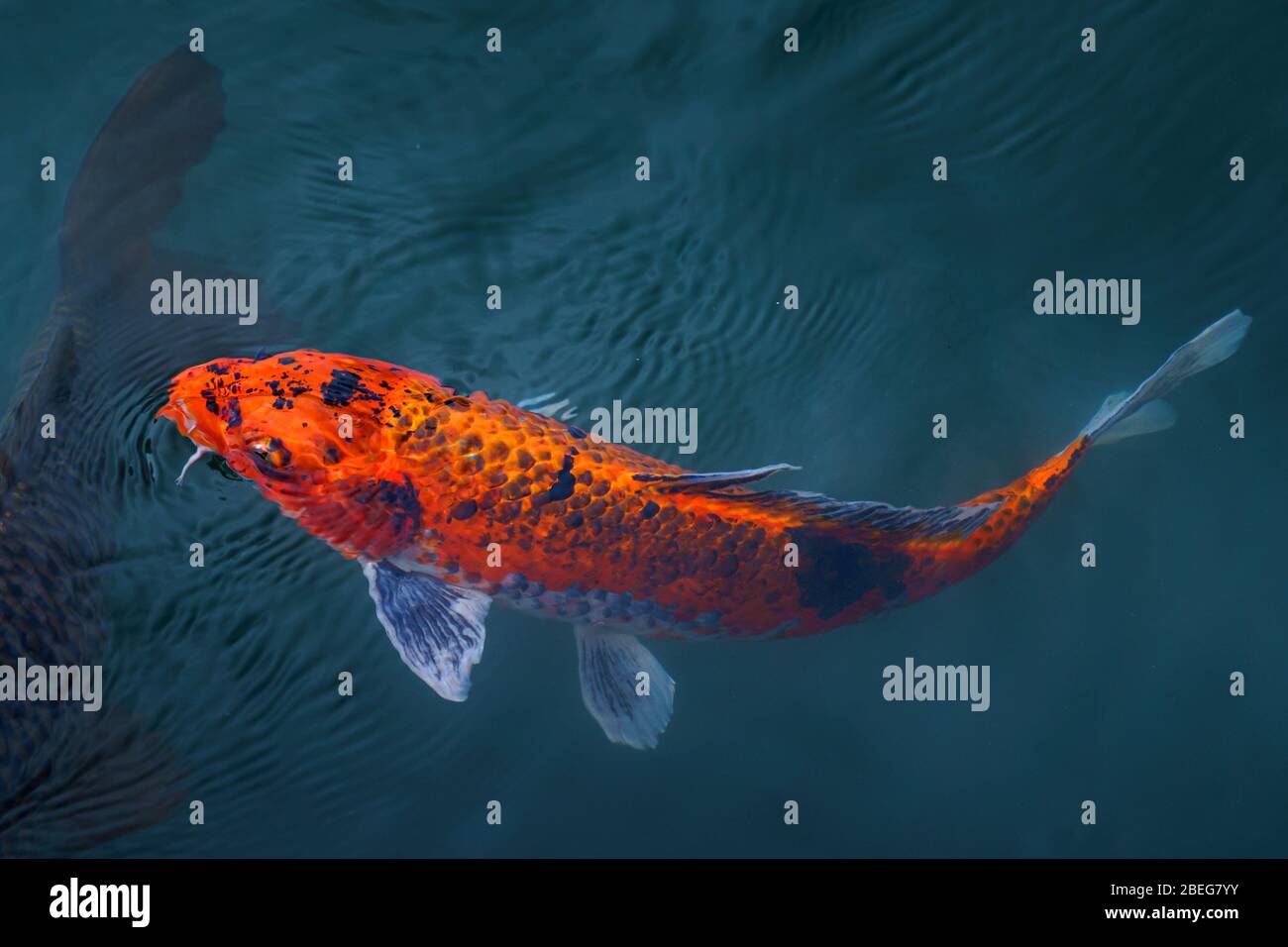 Koi Karpfen schwimmen im klaren Teich in Japan Stockfoto