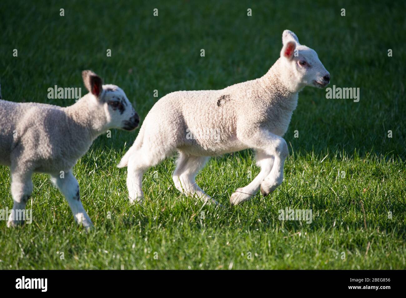 Doune, Großbritannien. April 2019. Im Bild: Frühlingslämmer spielen am Ostermontag im späten Abendlicht. Die Sperrung des Coronavirus (COVID-19) ist seit fast 3 Wochen in Kraft, so dass die werdende Mutterschafe in relativer Ruhe gebären können. Die kleinen Lämmer spielen und springen auf den Feldern und saugen Milch von ihren Müttern. Quelle: Colin Fisher/Alamy Live News Stockfoto