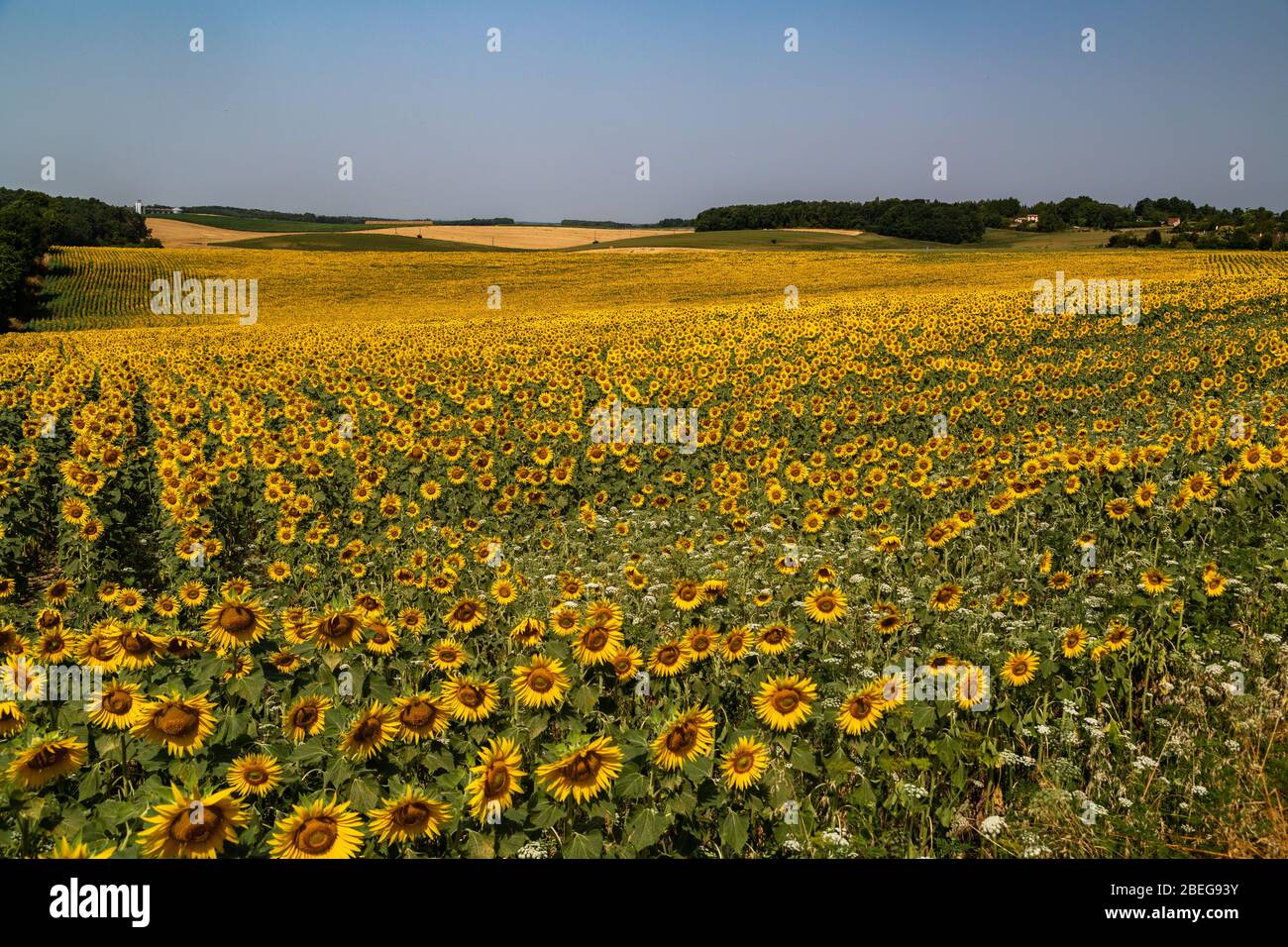Sonnenblumen auf einem Feld in der Nähe von Puychautu, Dordogne, Frankreich Stockfoto