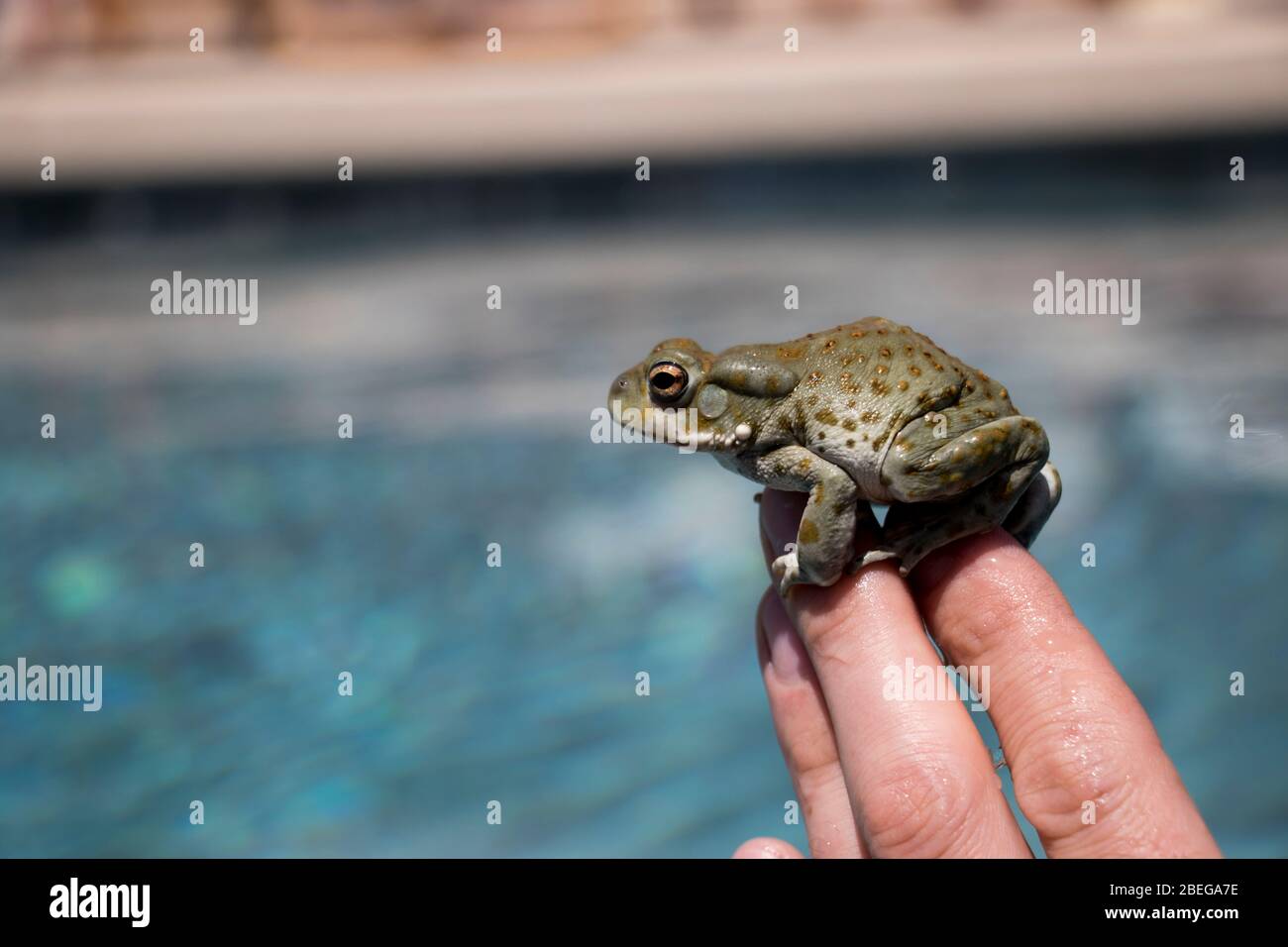 Frosch auf Finger nah an grünen Arizona Kröte am Wasser. Person, die grüne Kröte an den Fingern anhechst. Nahaufnahme Amphibien. Stockfoto
