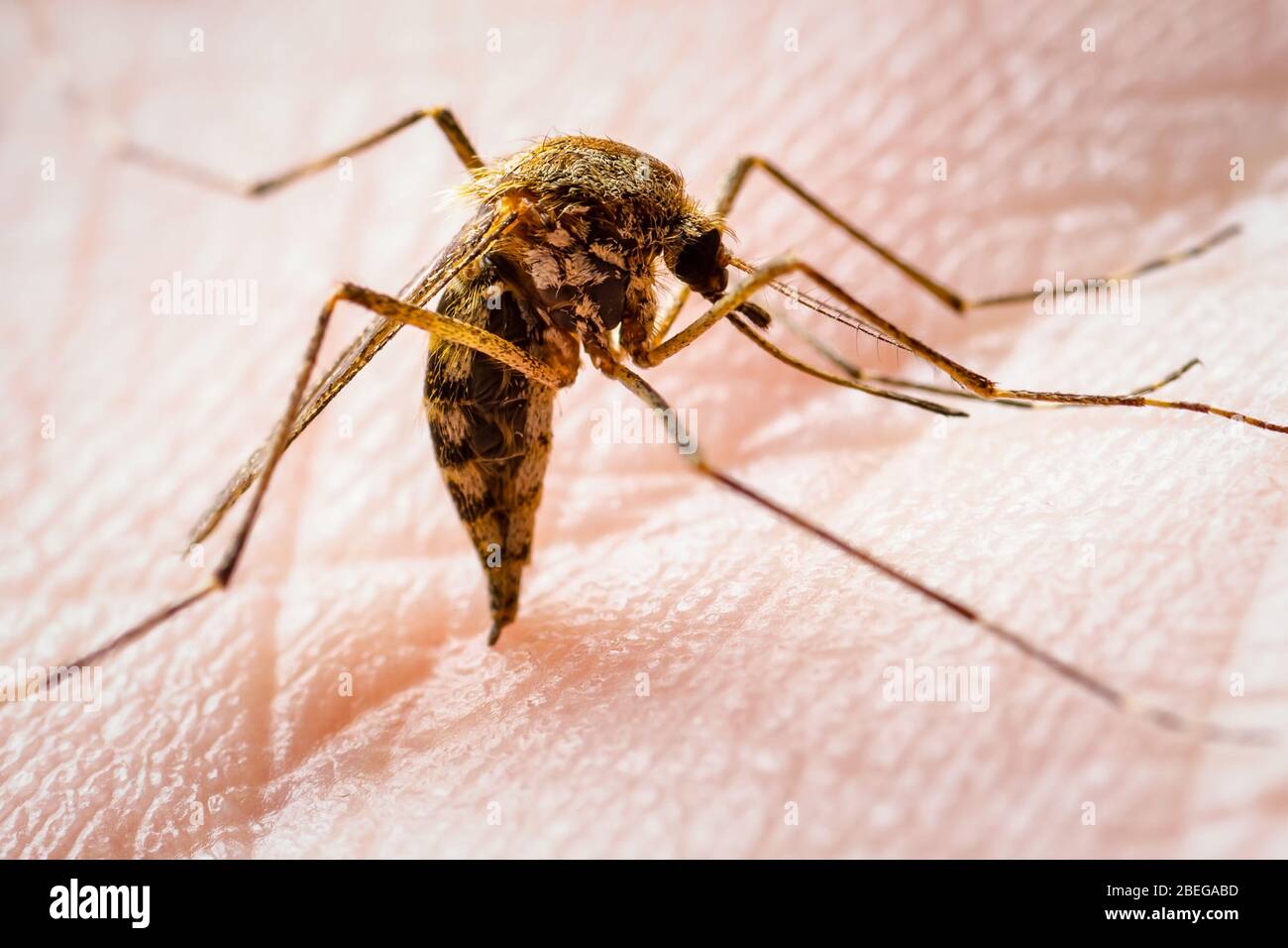 Gefährliche Malaria infizierte Culex Moskitobiss, Leishmaniose, Enzephalitis, Gelbfieber, Dengue, Mayaro-Krankheit, Zika, EEEV oder EEE Virus Infectious Stockfoto