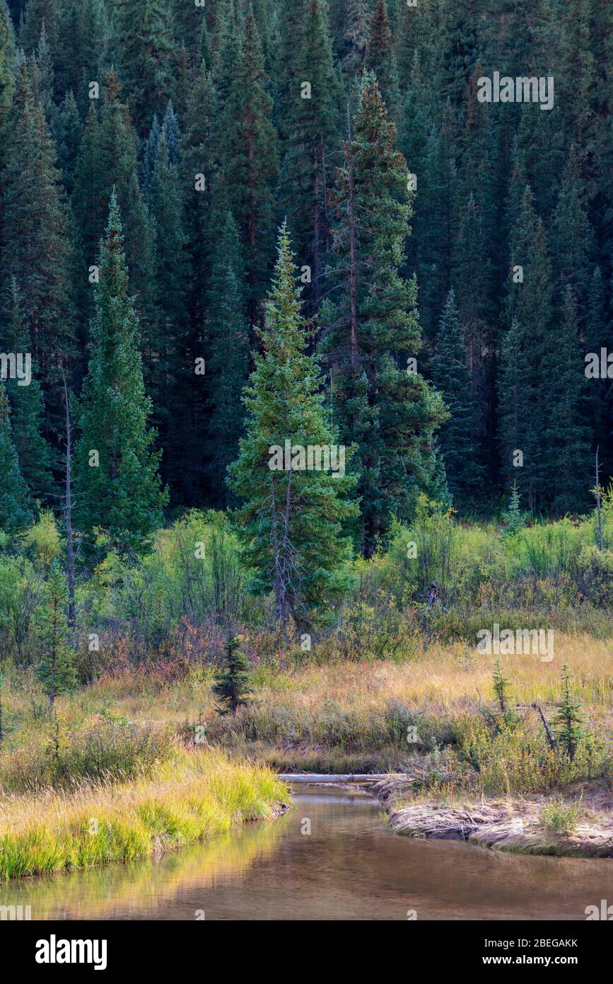 Tranquil Stream im Südwesten Colorados Stockfoto