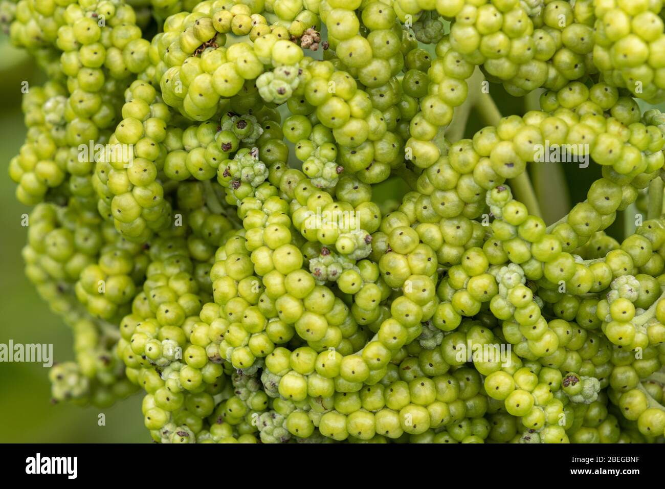 Wirbel von grünen Beeren auf einer Pflanze Stockfoto