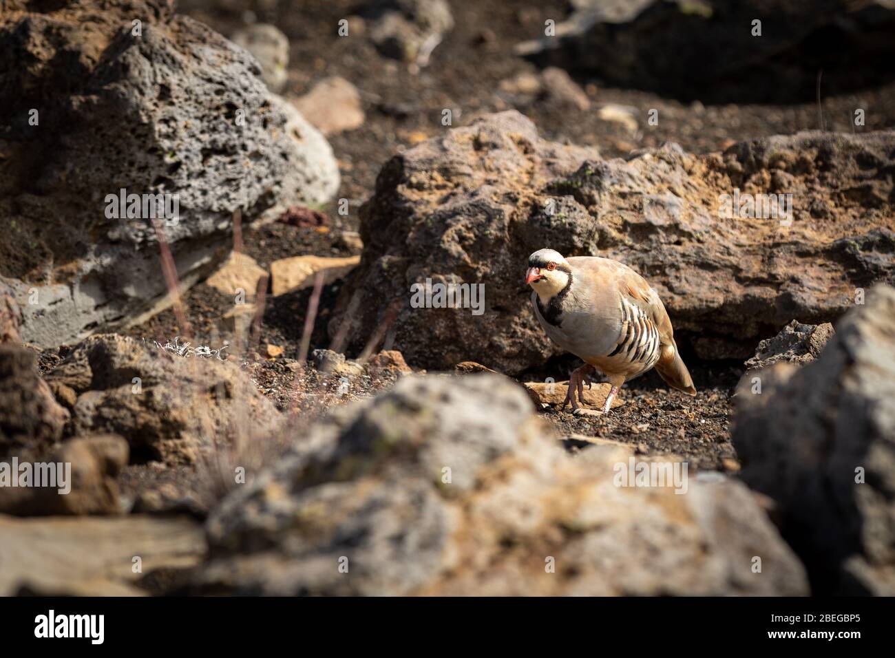 Eine hawaiianische nene Gans in ihrem Lebensraum Stockfoto
