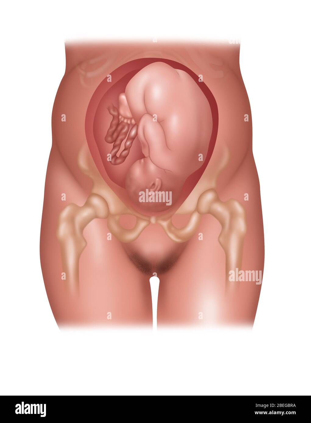 Fetus in normaler Position, Abbildung Stockfoto