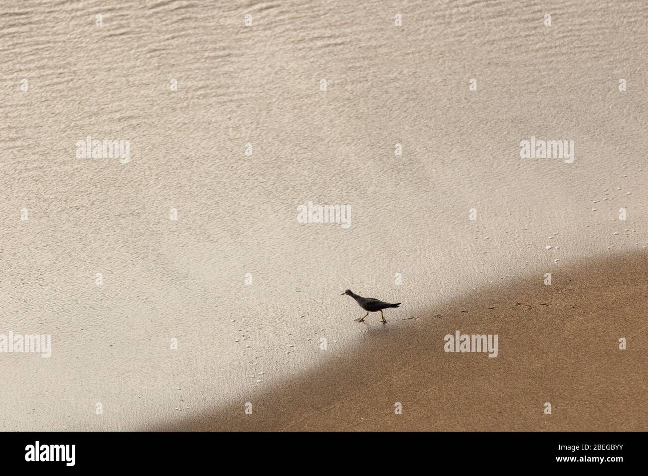 Ein Wasservogel am Sandstrand Stockfoto