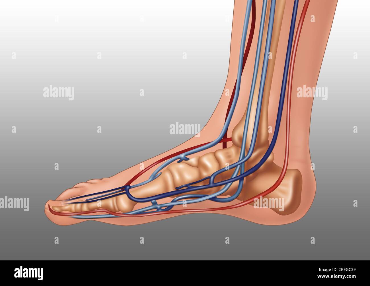Mobilitätsband Für Ballenzehen - Zehen Training Zur Schmerzlinderung