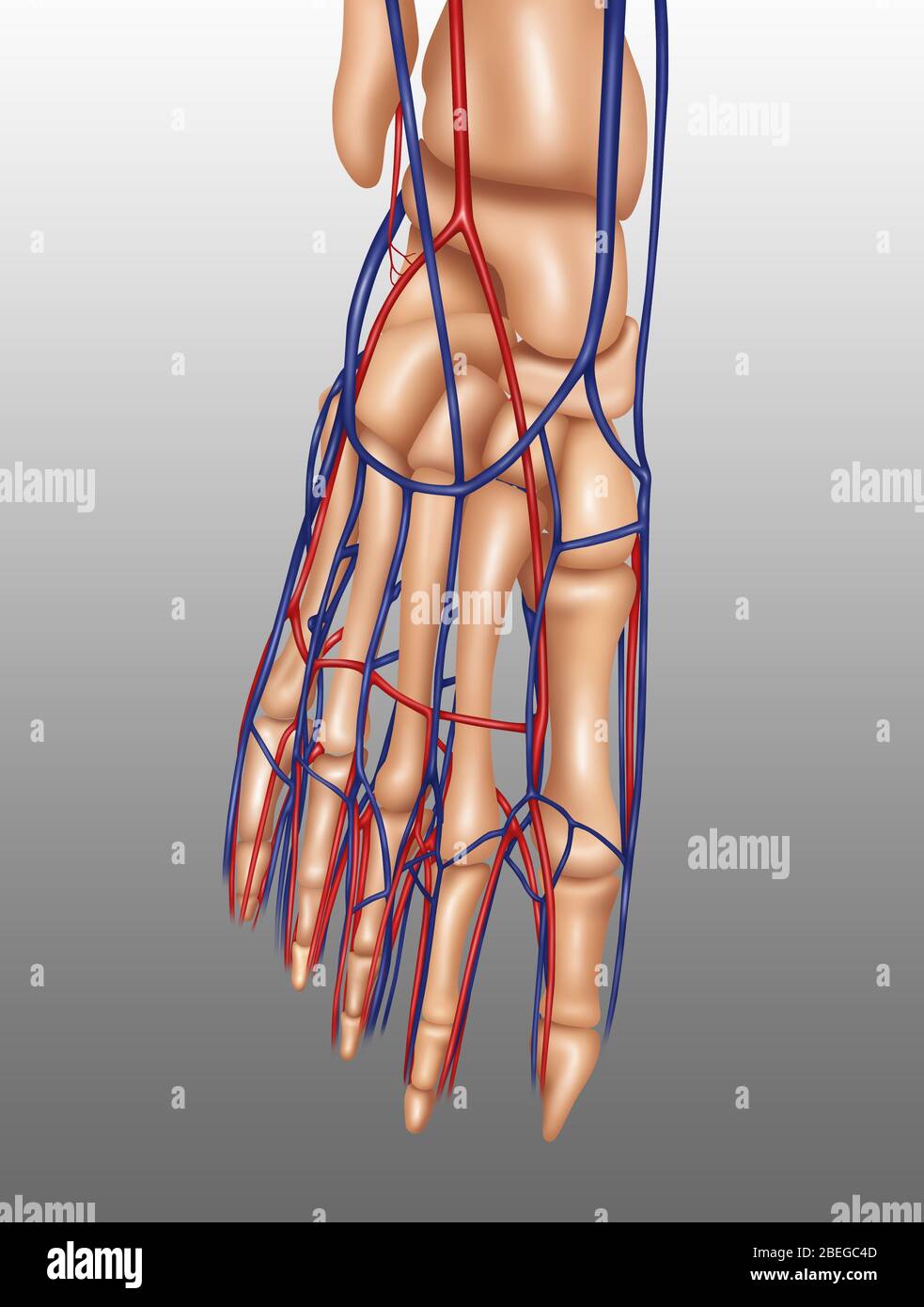 Anatomie Des Fußes, Illustration Stockfoto