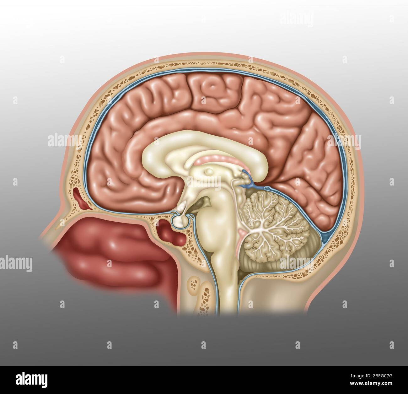 Anatomie des Gehirns, Illustration Stockfoto