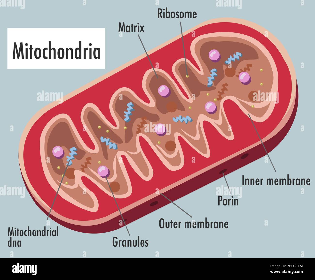 Mitochondrien, Illustration, Beschriftet Stockfoto