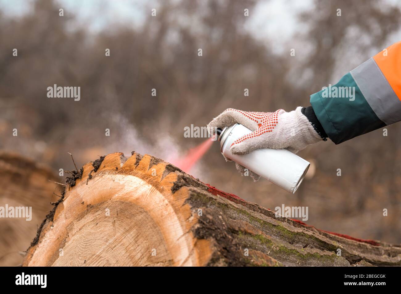 Forsttechniker, der Baumstamm mit rotem Aerosol markiert, kann nach dem ...