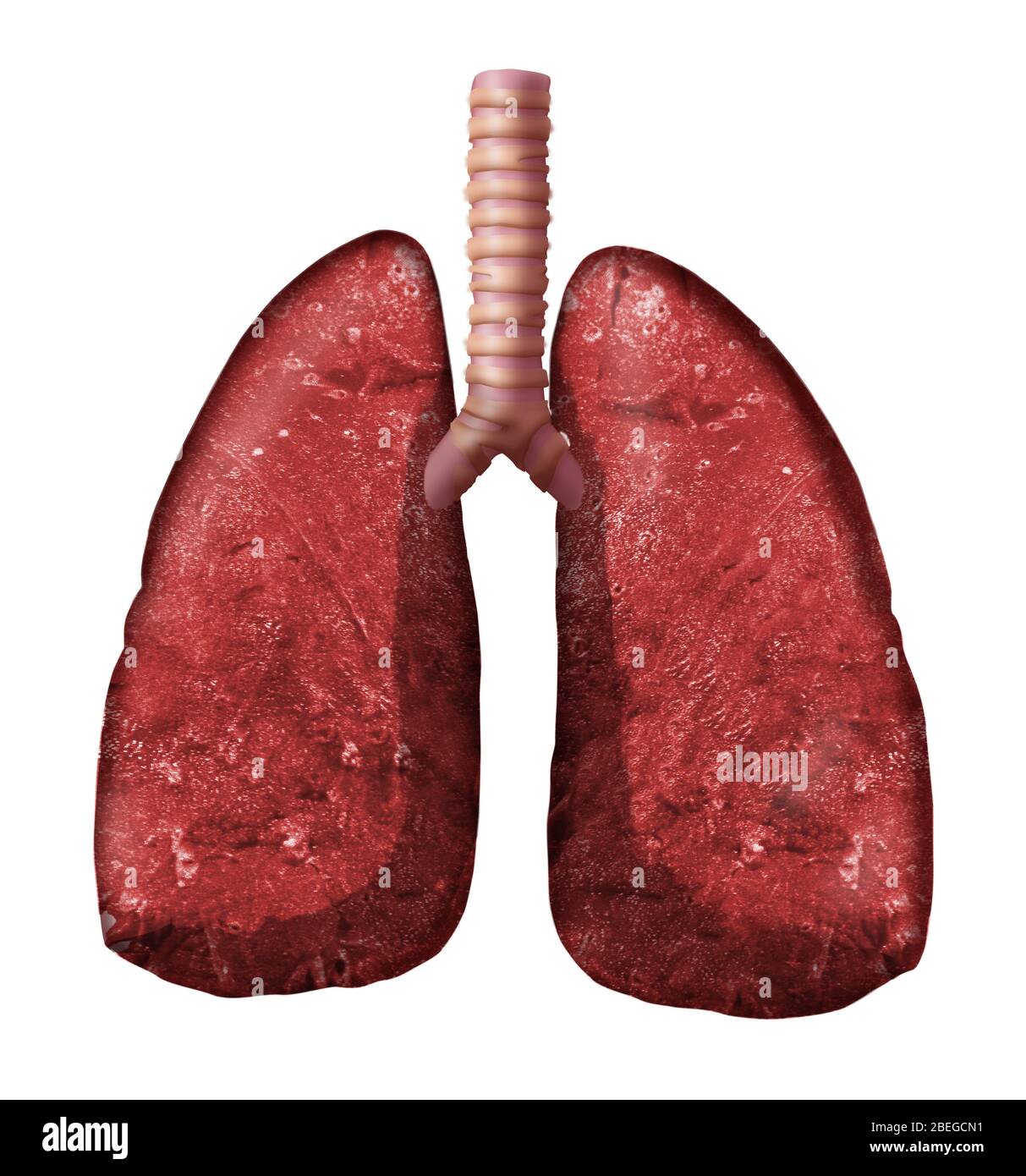 Lunge und atmungssystem -Fotos und -Bildmaterial in hoher Auflösung – Alamy