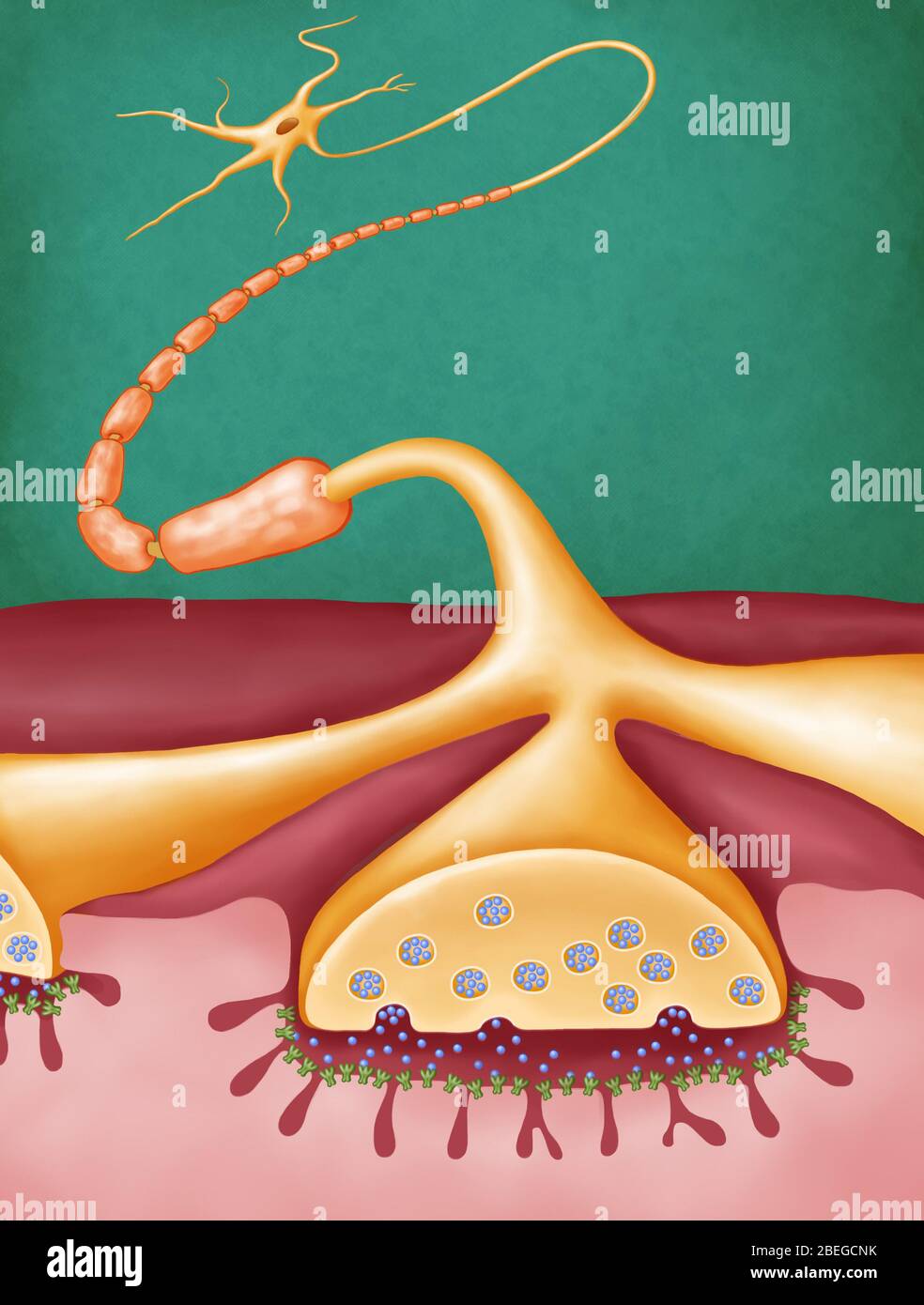 Neuromuskuläre Synapse, gesund, 2D Illustration Stockfoto