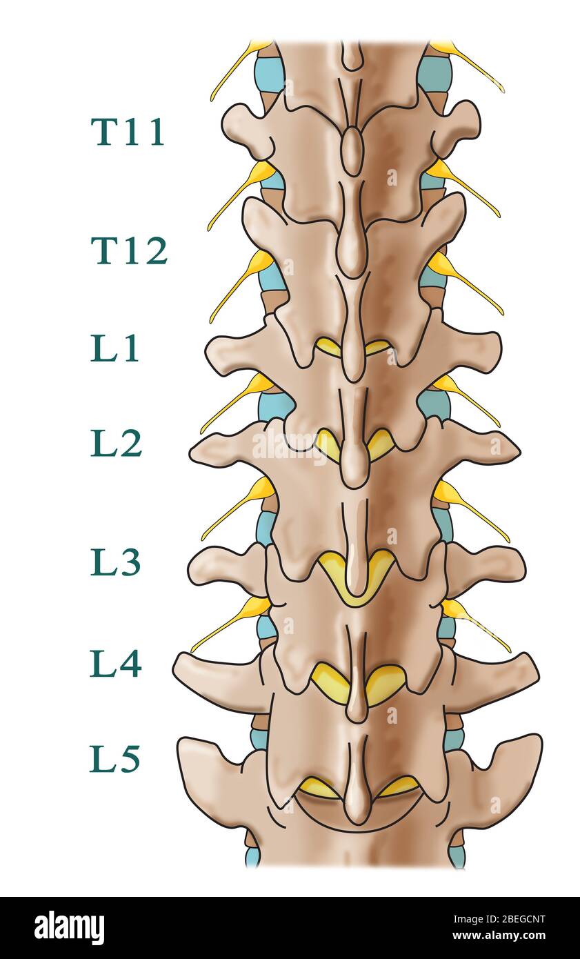 Eine Abbildung der Knochen der Lendenwirbelsäule. Die Wirbelsäule ist von einer posterioren Ansicht aus gesehen. Ein Skelett zeigt an, wo sich diese Knochen im Körper befinden. Stockfoto