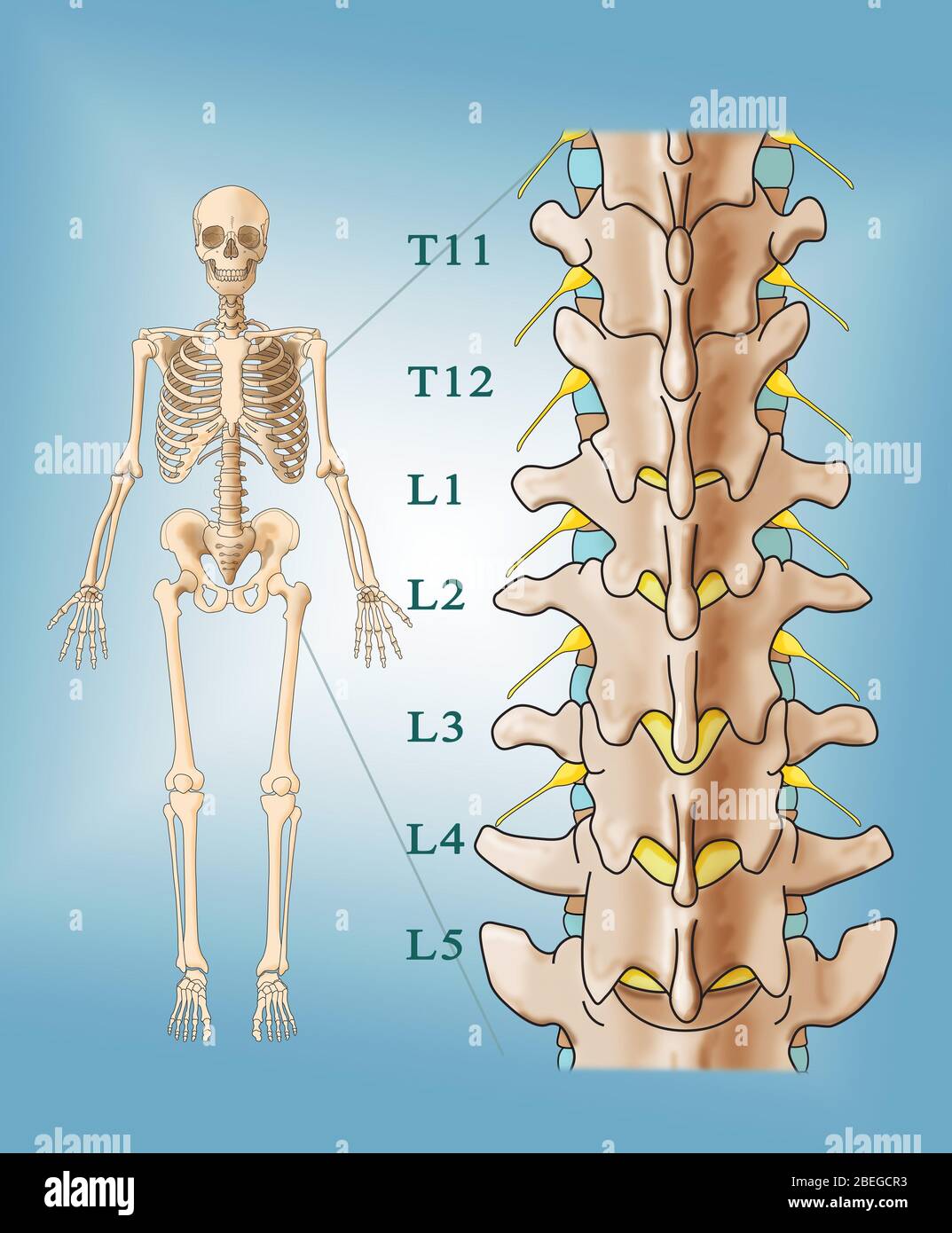 Anatomie Der Lendenwirbelsäule, Illustration Stockfoto