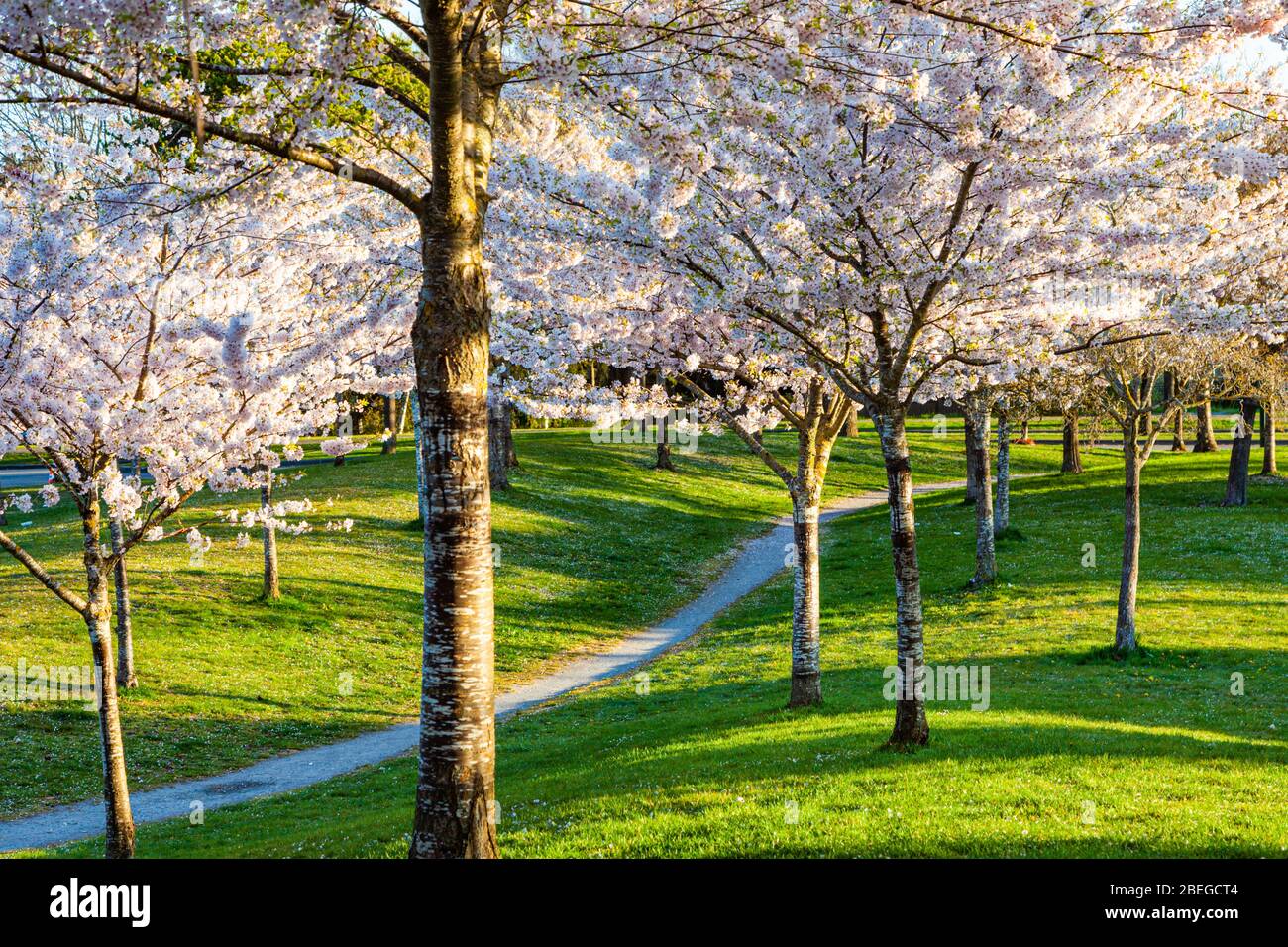 Blühende Kirschbäume im Gary Park in Richmond British Columbia Stockfoto