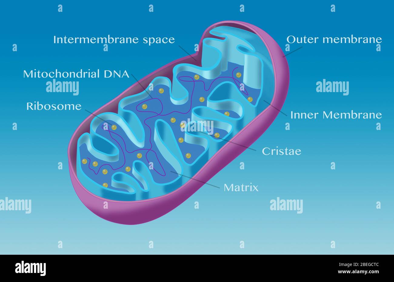 Mitochondrien werden als das Kraftpaket einer Zelle betrachtet. Ein Mitochondrion ist eine Organelle, die am biochemischen Prozess der Atmung und der Energieerzeugung beteiligt ist. Stockfoto