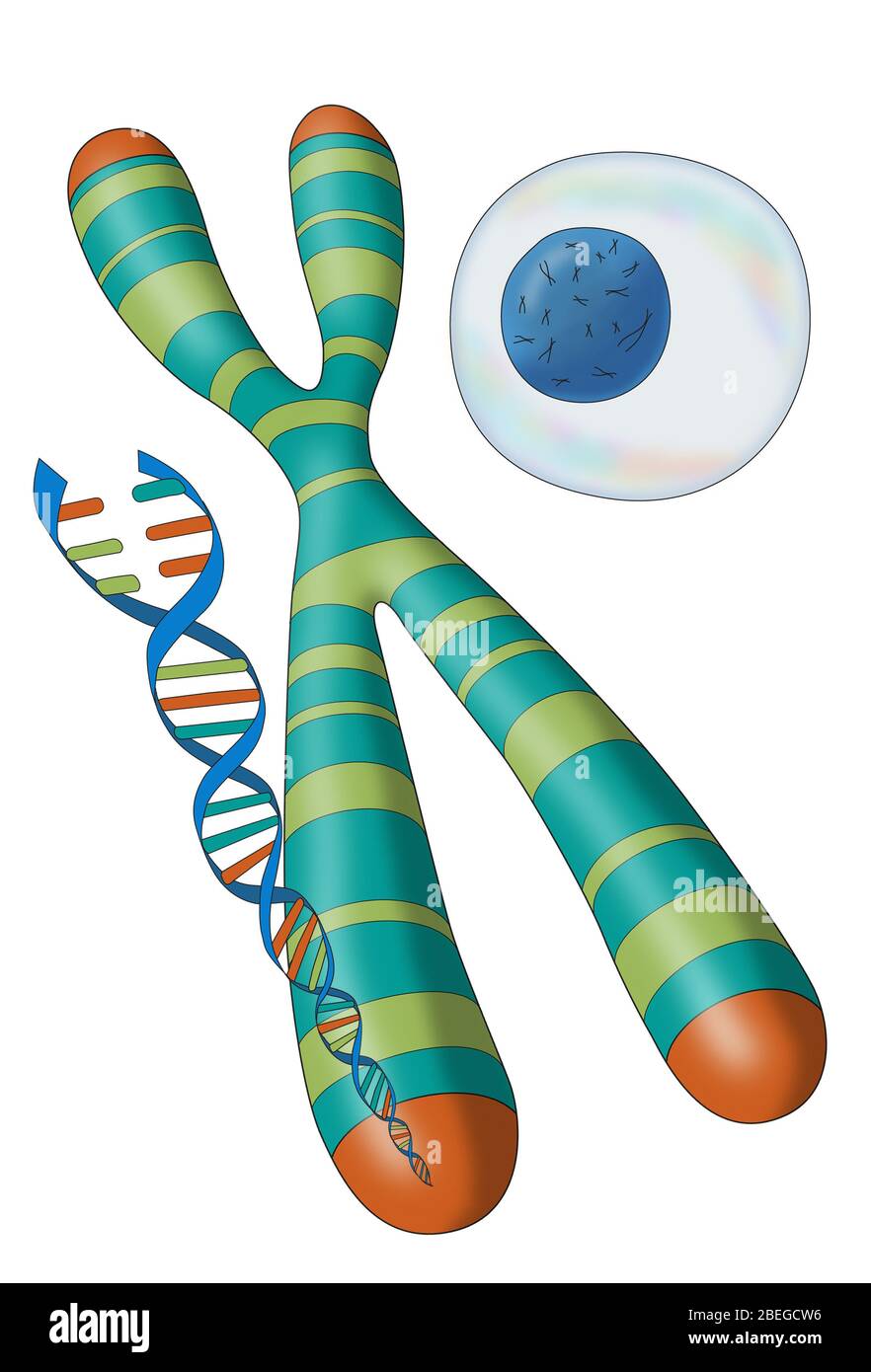Telomere, Chromosom, DNA und Zelle, Illustration Stockfoto