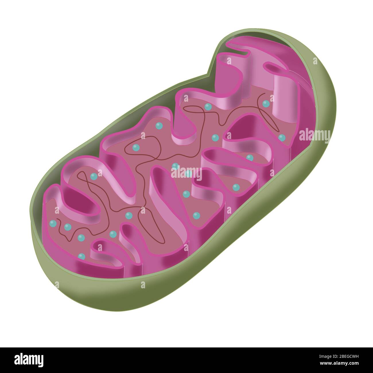 Mitochondrion, Illustration Stockfoto