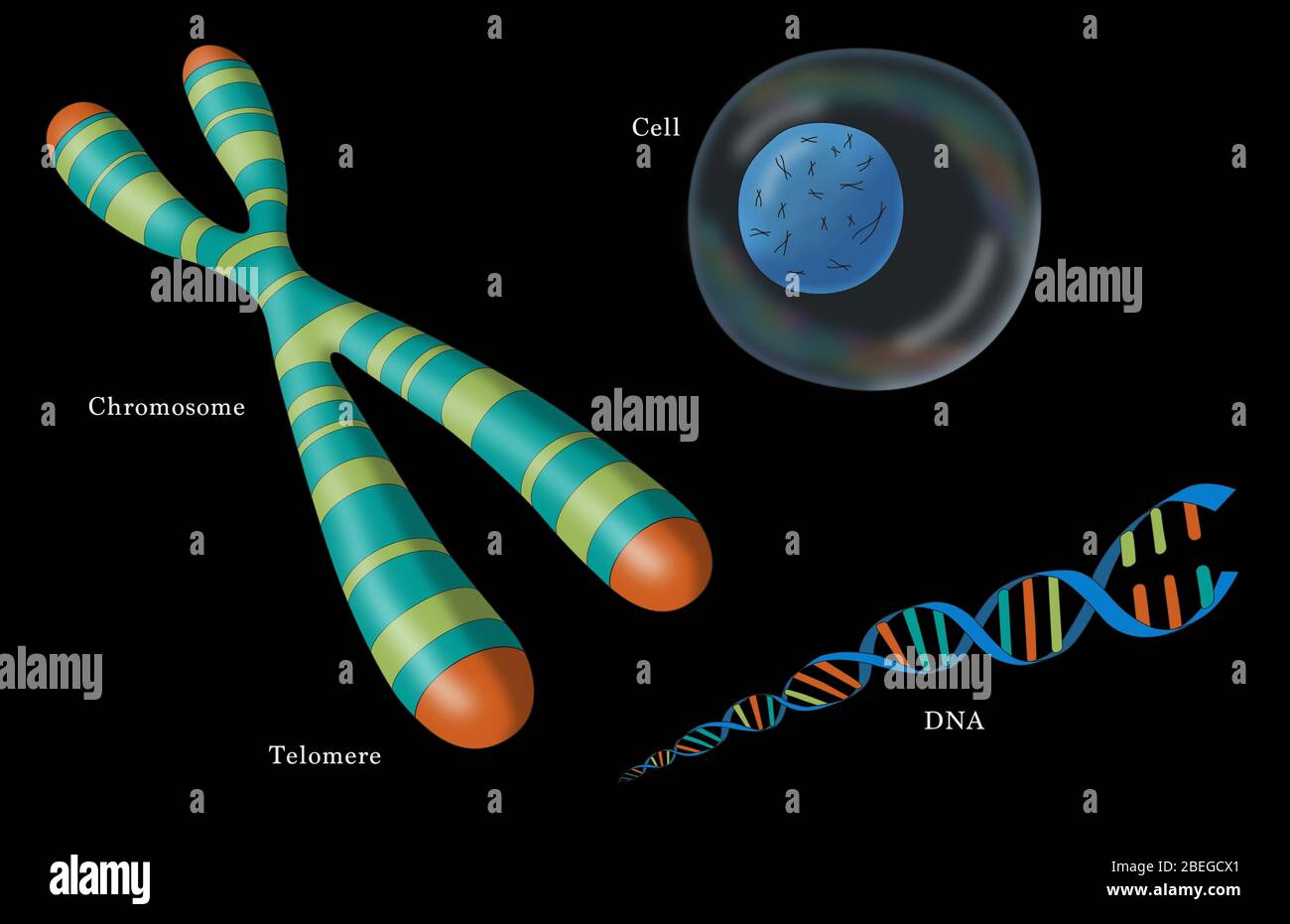 Telomere, Chromosom, DNA und Zelle, Illustration Stockfoto