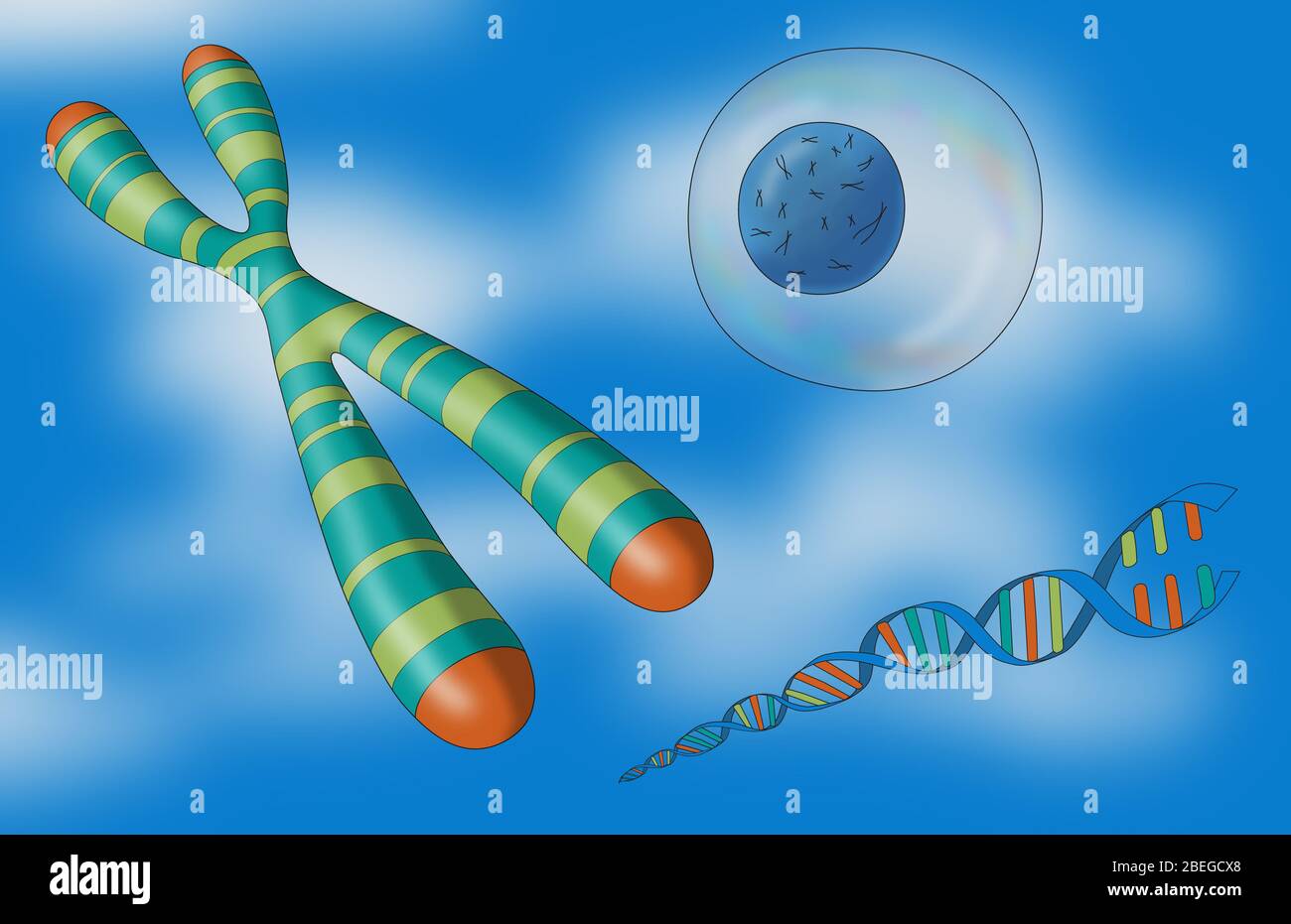 Telomere, Chromosom, DNA und Zelle, Illustration Stockfoto Telomere, Chromosom, DNA und Zelle, Illustration Stockfoto