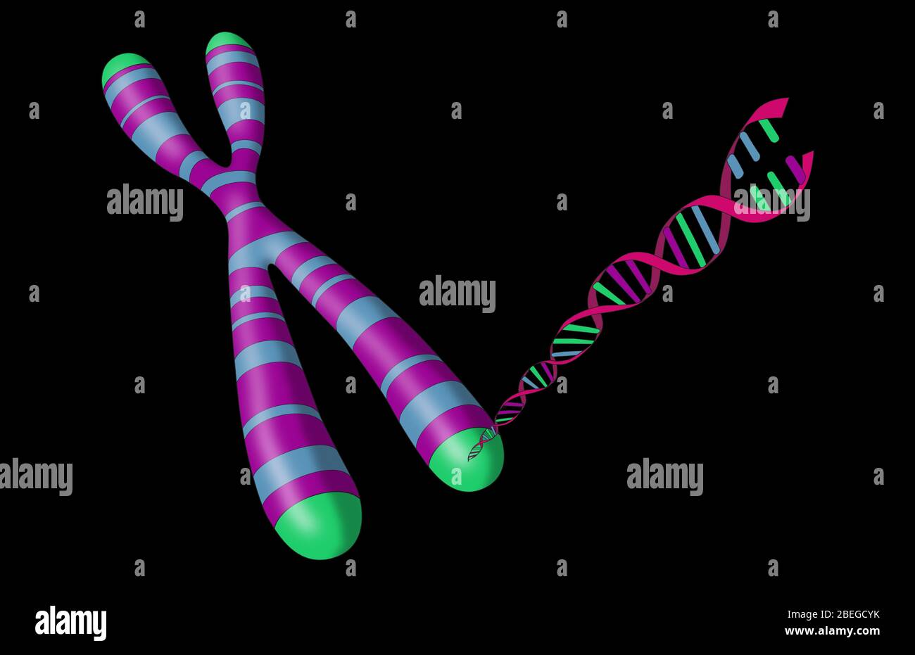 Telomere, Chromosom und DNA Stockfoto