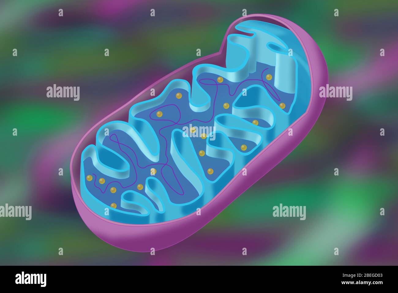 Mitochondrion, Illustration Stockfoto