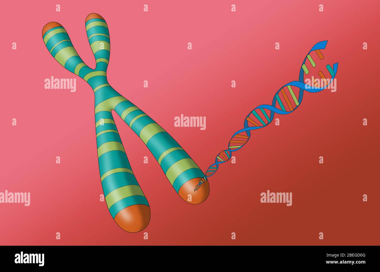 Telomere, Chromosom und DNA Stockfoto