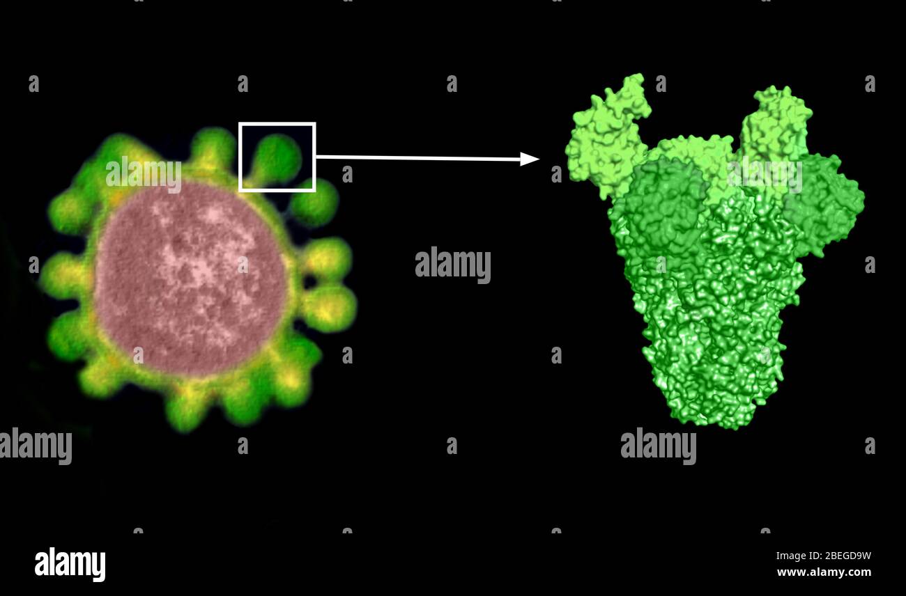 Coronavirus Spike Protein Stockfoto Coronavirus Spike Protein Stockfoto